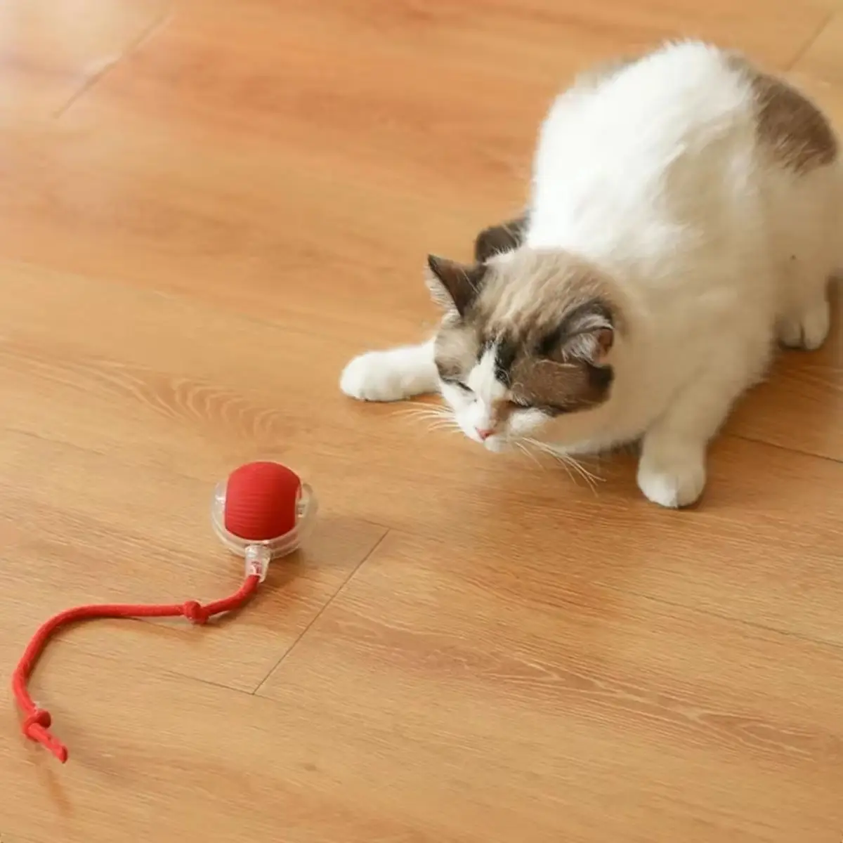 BUFFER® Şarjlı Otomatik Hareketli Kedi Köpek İçin 360 Derece Dönen İnteraktif Akıllı Oyun Topu BUFFER® Şarjlı Otomatik Hareketli Kedi Köpek İçin 360 Derece Dönen İnteraktif Akıllı Oyun Topu