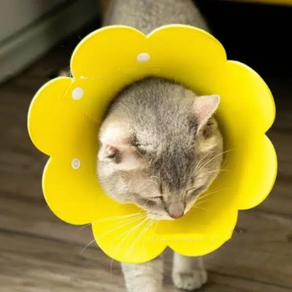 Evcil Hayvan L Boy Keçe Elizabeth Yakalığı Evcil Hayvan L Boy Keçe Elizabeth Yakalığı